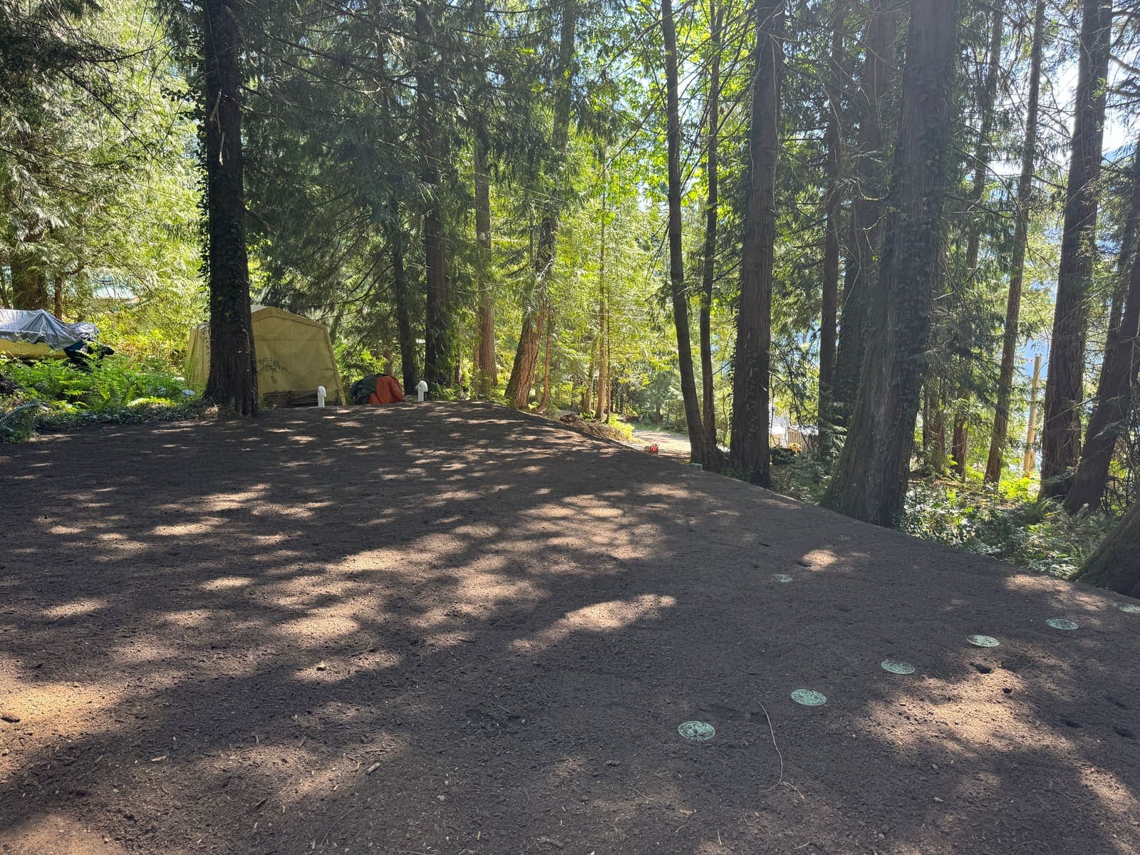 Completed sand lined dispersal field covered with soil and graded flat beneath tall conifers, with only the port lids visible at the surface